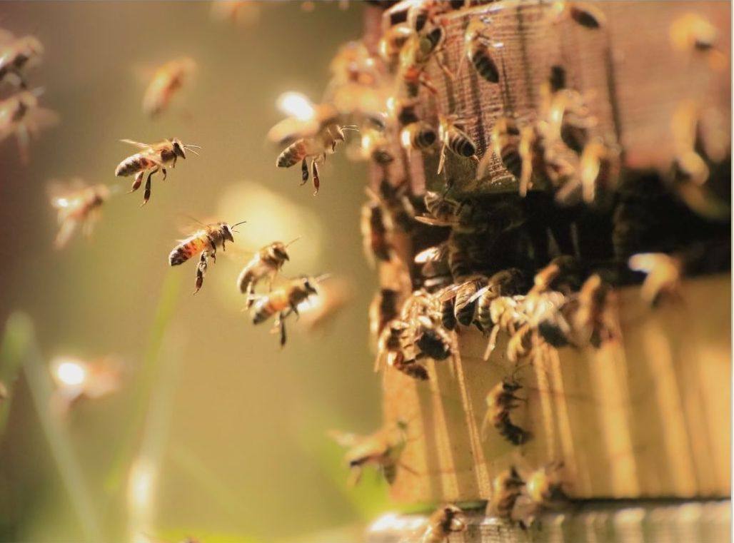 Ruche, abeilles et produits apicoles