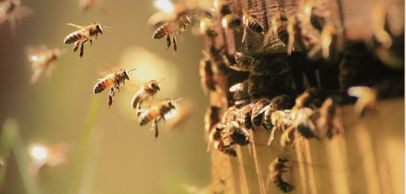 Ruche, abeilles et produits apicoles