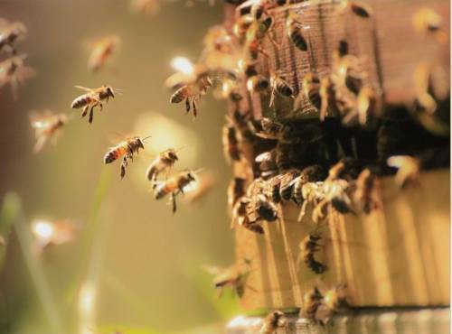 Ruche, abeilles et produits apicoles - Comprendre le fonctionnement d'une ruche en ligne |