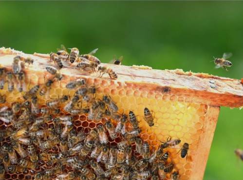 L'apithérapie autour du monde - Évaluer l'importance de la médecine des abeilles en ligne | 