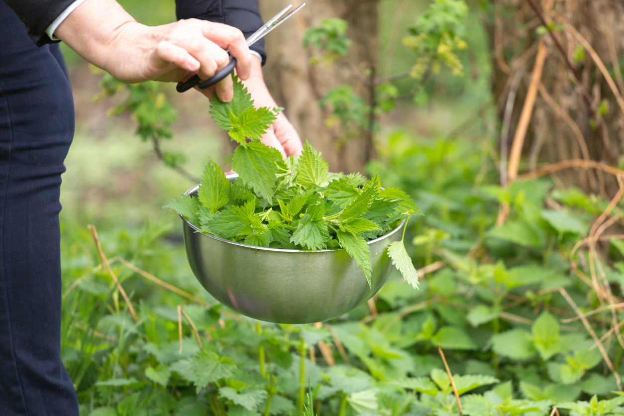 Plantes sauvages comestibles et médicinales - Apprendre à reconnaître et utiliser les plantes sauvages comestibles et médicinales | 