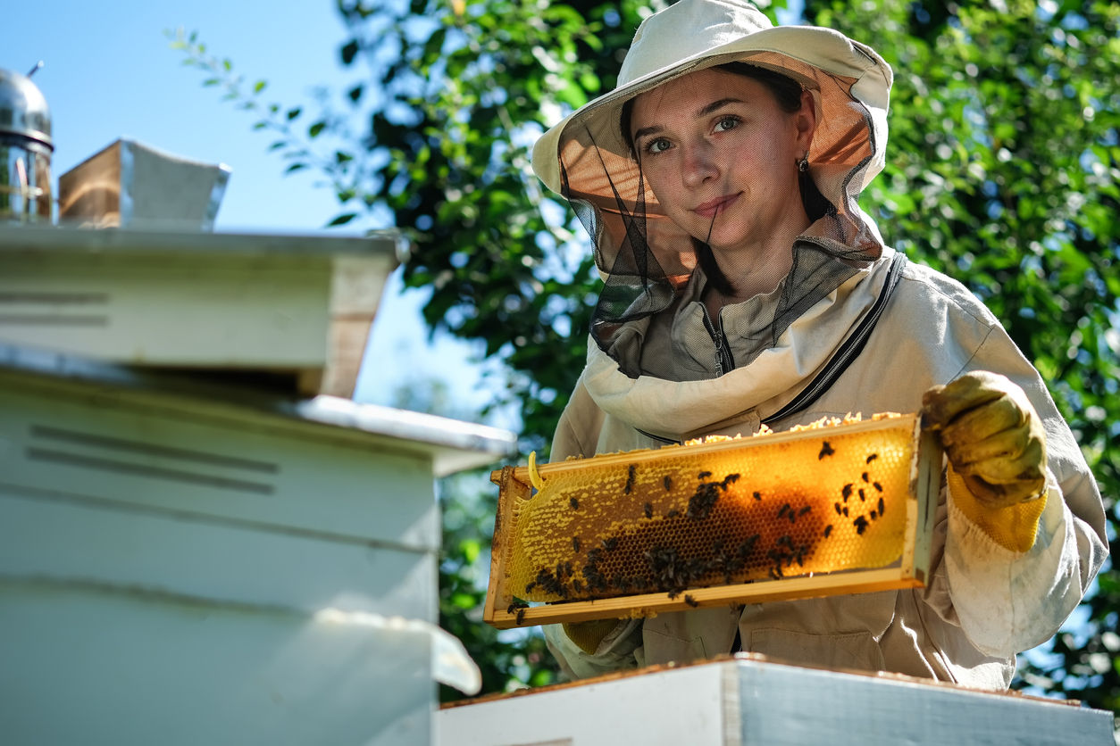 Ruche, abeilles et produits apicoles - Comprendre le fonctionnement d'une ruche | 